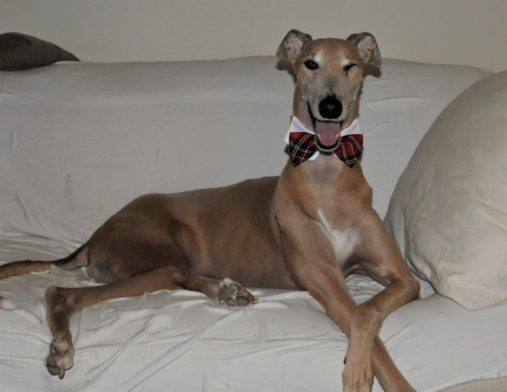Carolina Greys Greyhound Adoption, Inc 